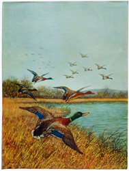 vintage and antique bird prints